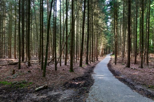 Asphalted path in the woods on the Veluwe in the Netherlands