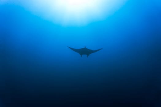 A manta ray gliding through the waters of Komodo National Park