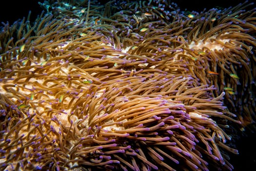 A colorful soft coral in the tropical waters of Indonesia