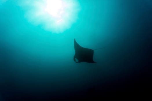 A manta ray gliding through the waters of Komodo National Park