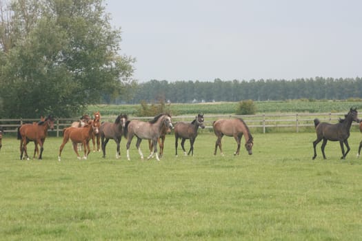 Several thoroughbred horses in a paddock