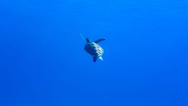 A green sea turtle swimming in blue water
