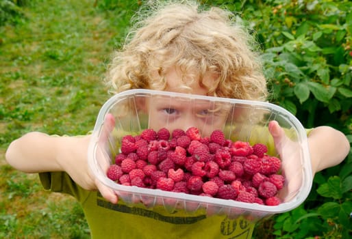 a little blond boy picking raspberries in the garden