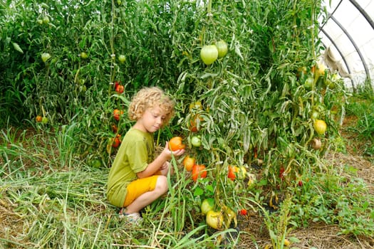 a little blond boy picking tomatoes in the garden