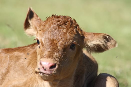 Detail view of a brown calf