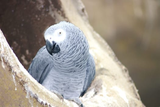 a gray parrot sitting in front of his breeding cave