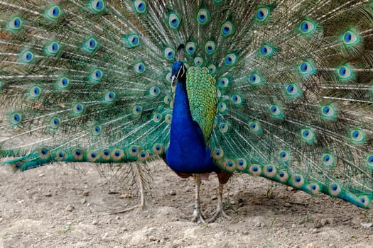 Peacock Male at the time of opening the feathers.