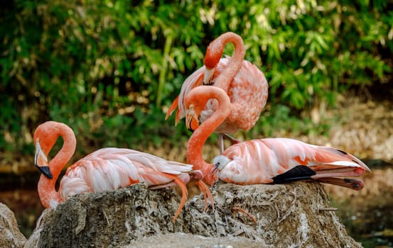 Group of flamingos with newborns under the wing