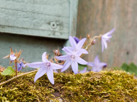 close up of blue pretty flowers outside resting on hedge  Essex  England  UK