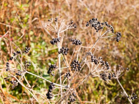 close up of dead flower head seeds sunny day pretty  essex  england  UK