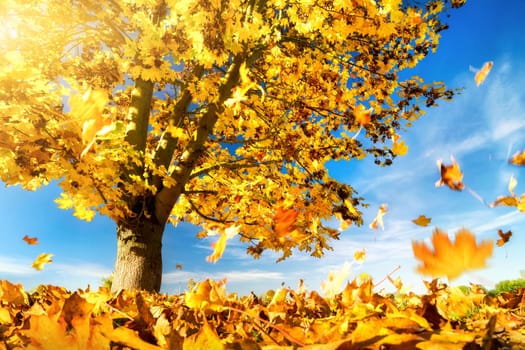 Maple tree against the blue sky on a nice autumn day,with yellow leaves falling to the ground