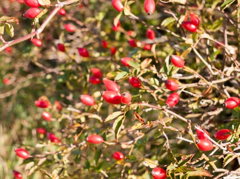 close up of red ripe rosehips on bush outside  essex  england  UK