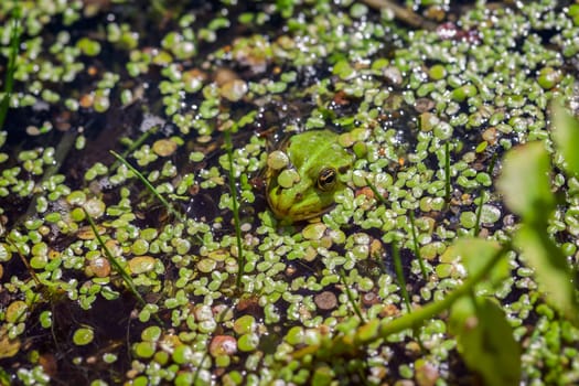 Pond frog - Pelophylax esculentus with duckweed on one eye - Detail view