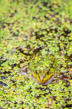 Pond frog - Pelophylax esculentus between duckweed - Macro image - Portrait
