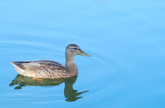 duck swimming on blue lake aqua blue mallard nature wildlife