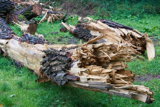 Fallen trees after a storm in Magdeburg