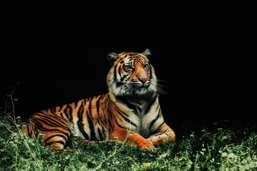 close up on tiger panthera tigris sumatrae on the grass and black background