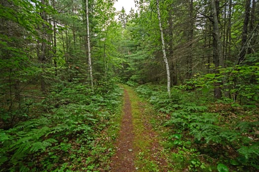 Quiet Path in a Sylvan Landscape in Chutes Provincial Park in Ontario