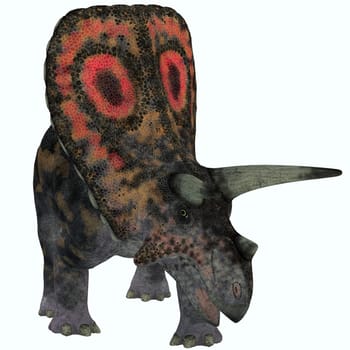 Torosaurus had the largest skulls of any known land animal. It was herbivorous dinosaur from the Late Cretaceous period.