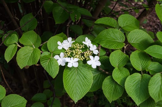 a very beutiful white flower from Japan the name is olvon