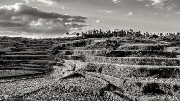 Rice fields embedded in the beautiful hilly landscape of the highlands of Madagascar.