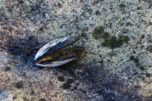 one open musselshell one the stone single