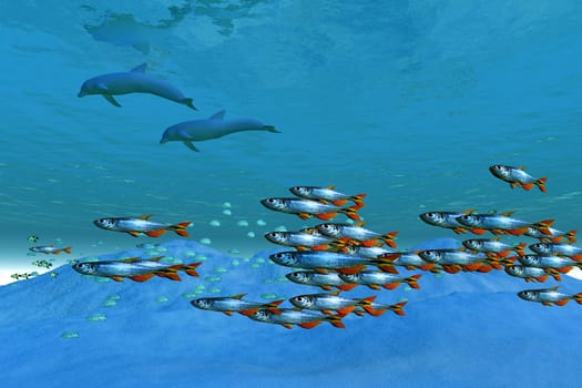A school of small fish keep their distance from two Bottlenose dolphins.