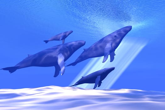 A family of Humpback whales traveling together make their way to the surface for air.