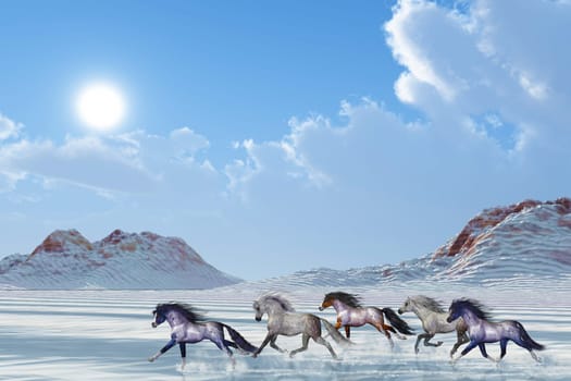 A herd of wild Mustangs gallop together on a sunny winter afternoon.