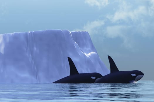 Two Orca Killer Whales swim together past a large iceberg in the Arctic Ocean.