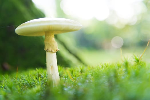 closeup of an amanita phalloides, commonly known as the death cap