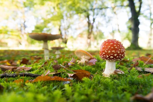 closeup of beautiful Amanita muscaria mushrooms in an autumn forest