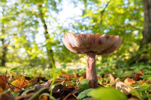 beautiful mushrooms in a sunny autumn park