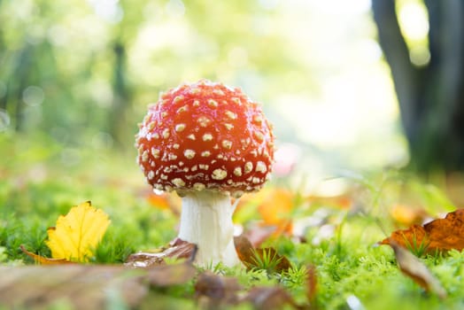 closeup of beautiful Amanita muscaria mushrooms in an autumn forest