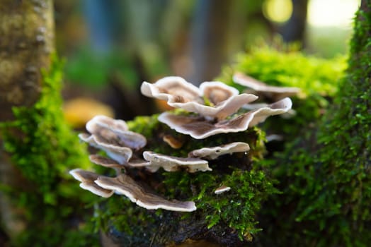 closeup of fungi on a moss covered tree trunk