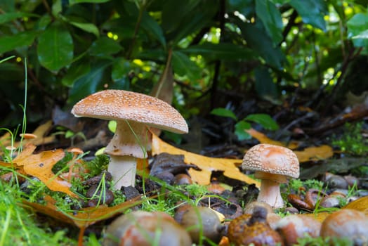 beautiful mushrooms in a sunny autumn park