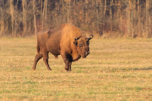 european bison in the forest. Bucsani Romania