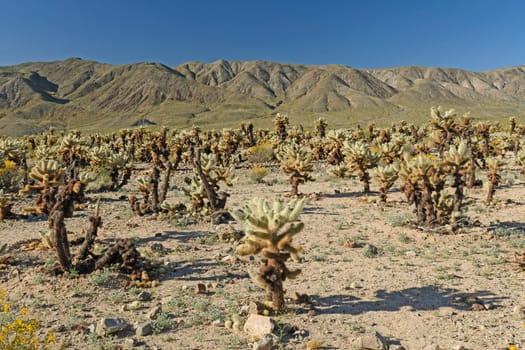 Cholla Garden in the Desert in Joshua Tree National Park in California
