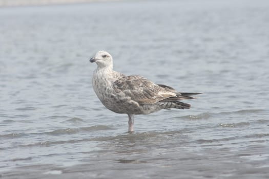 Herring gull (Larus argentatus) in the brown-striped young bird feathers