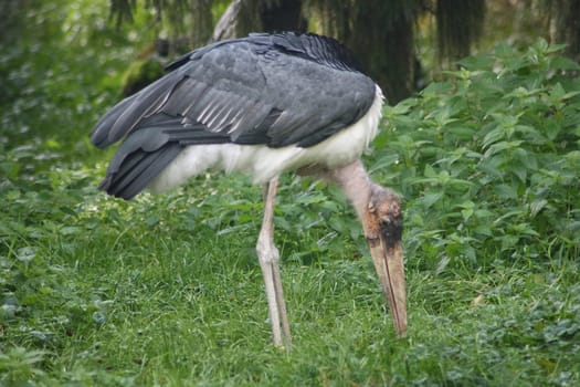 a marabou, (Leptoptilos crumeniferus) when foraging