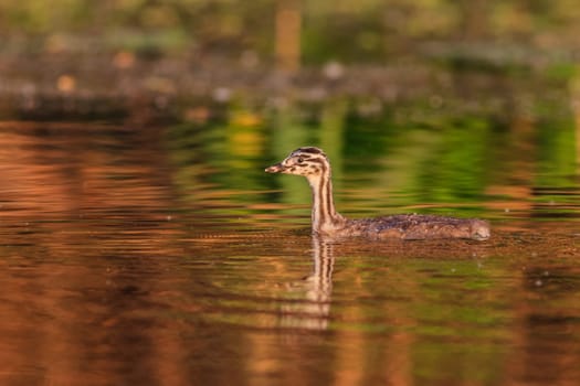 juvenile great crested grebe (podiceps cristatus) in Danube Delta, Romania