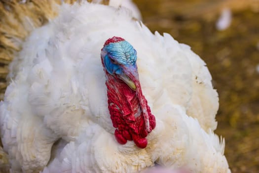 Turkeys from a Hessian free-range farm