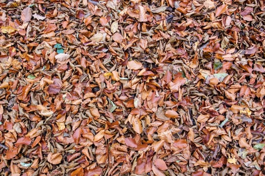 Dried autumn leaves scattered in the forest or park