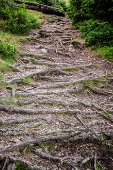 Path with roots out of the ground