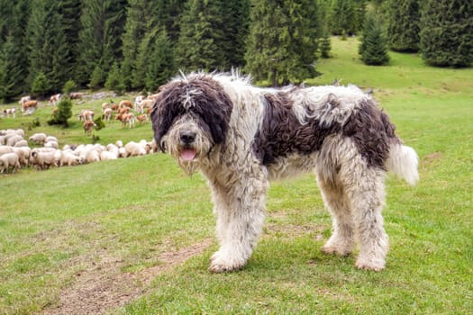 Shepherd dog watching the herd of cows and sheep in the mountains