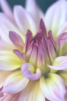 The Dahlia is a perennial flower found in tropical regions but can be used in temperate zones when stored over winter.