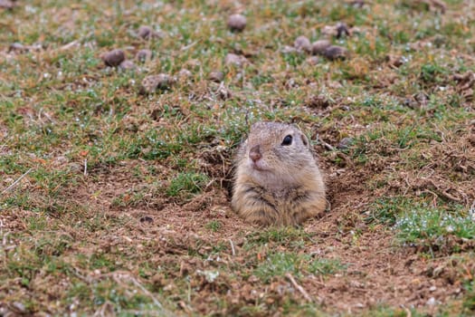 prairie dog (cynomys ludovicianus) sticking out from a burrow. Danube Delta, Romania