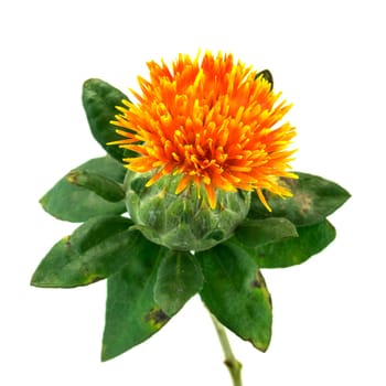 Safflower,close-up of yellow safflower with a white background