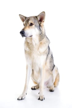 wolfhound in front of white background