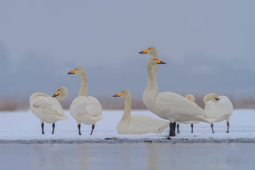 Whooper Swan (Cygnus cygnus) in winter. Location: Comana Natural Park, Romania.
